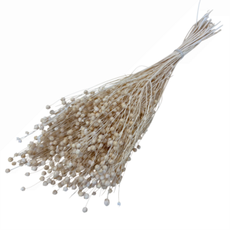Casa Alegria White bleached Linum - Flax dried flowers | Length ± 55 centimetres | Weight ± 150 grams
