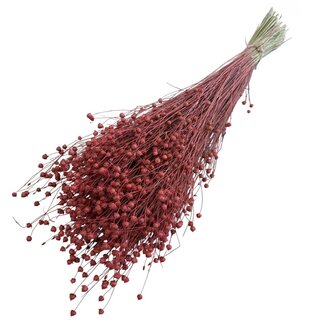Dutch Dried Oranje-rode Linum - Vlas droogbloemen | Lengte ± 55 centimeter | Gewicht ± 150 gram
