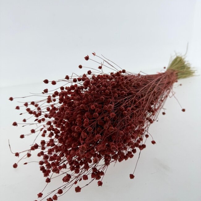 Orange-red Linum - Flax dried flowers | Length ± 55 centimetres | Weight ± 150 grams