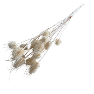 Dutch Dried Weiß gebleichte Cardistella Disteln Trockenblumen | Länge ± 70 Zentimeter | Pro 10 Stiele