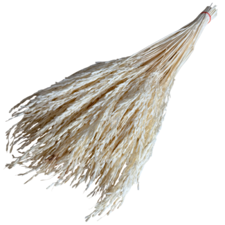 Casa Alegria Weiß gebleichte Rice Grass Trockenblumen | Länge ± 50 Zentimeter | Gewicht ± 100 Gramm