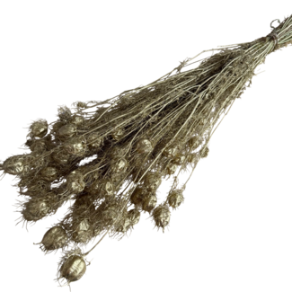 Dutch Dried Goudkleurige Nigella droogbloemen | Lengte ± 55 centimeter | Gewicht ± 100 gram