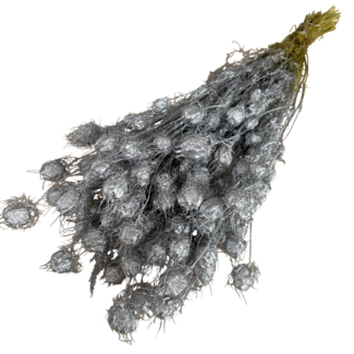 Dutch Dried Silberfarbene Nigella Trockenblumen | Länge ± 55 Zentimeter | Gewicht ± 100 Gramm