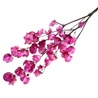 Dutch Dried Rosa Bougainvillea Trockenblumen | Länge ± 45 Zentimeter | Gewicht ± 35 Gramm