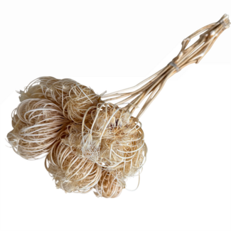 Dutch Dried Wit gebleekte Ammi Majus droogbloemen | Lengte ± 50 centimeter | Per 10 stelen