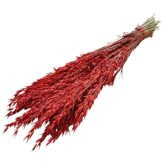 Dutch Dried Burnt Orange Avena Oat dried flowers | Length ± 70 centimetres | Weight 150 grams