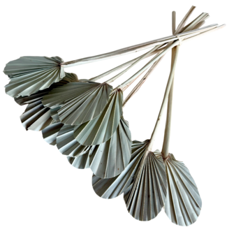Casa Alegria Naturelle Hearts of Palm droogbloemen | Lengte ± 35 centimeter | Per 10 stelen