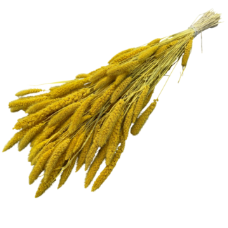 Dutch Dried Gelbe Setarea Trockenblumen | Länge ± 70 Zentimeter | Gewicht ± 225 Gramm