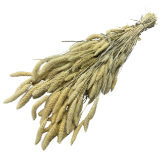 Dutch Dried Wit gebleekte Setarea droogbloemen | Lengte ± 70 centimeter | Gewicht ± 225 gram