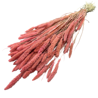 Dutch Dried Pink Setarea dried flowers | Length ± 70 centimetres | Weight ± 225 grams