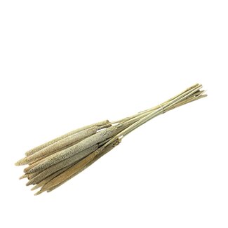 Casa Alegria Naturelle Babala Trockenblumen | Länge ± 65 Zentimeter | Pro 15 Stiele