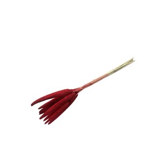 Dutch Dried Red Babala dried flowers | Length ± 70 centimetres | Per 10 stems