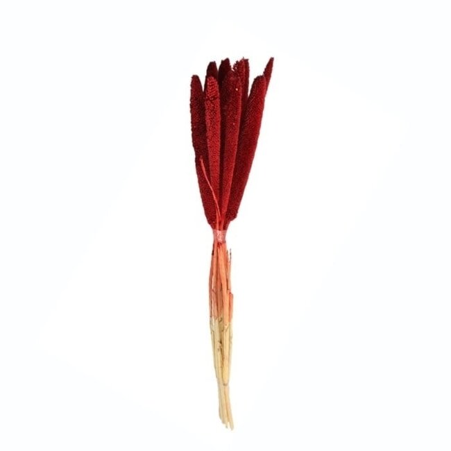 Red Babala dried flowers | Length ± 70 centimetres | Per 10 stems
