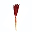 Red Babala dried flowers | Length ± 70 centimetres | Per 10 stems