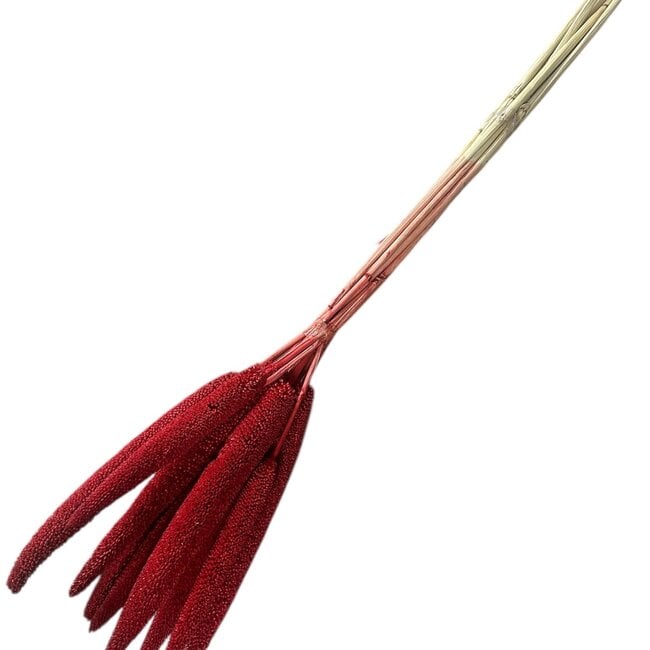 Rode Babala droogbloemen | Lengte ± 70 centimeter | Per 10 takken
