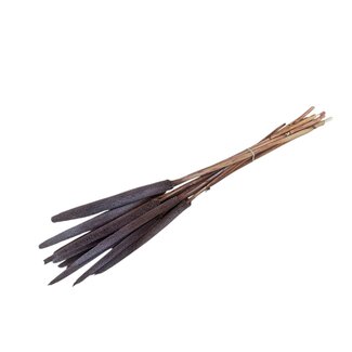 Casa Alegria Chocoalade Babala Trockenblumen | Länge ± 65 Zentimeter | Pro 15 Stiele