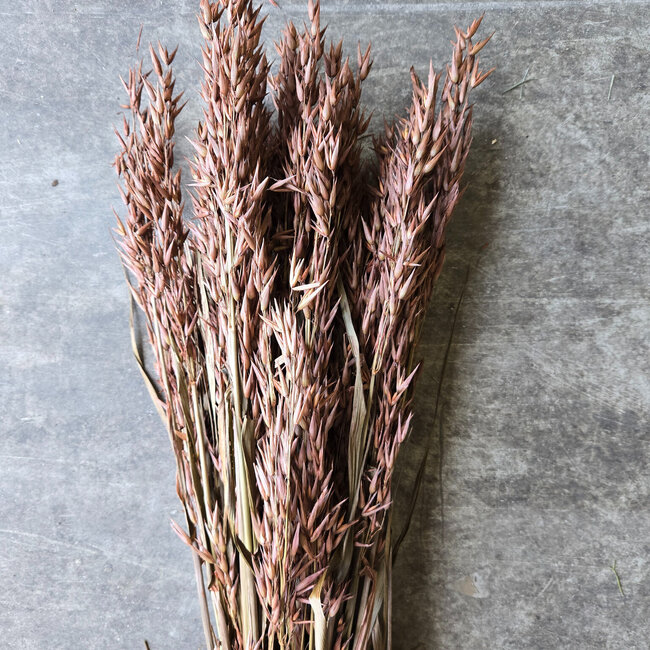 Avena sativa brune fleurs séchées | Longueur ± 70 centimètres | Poids 150 grammes