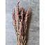 Brown Avena Oats dried flowers | Length ± 70 centimetres | Weight 150 grams