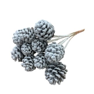 Dutch Dried Pommes de pin enneigées blanches sur tige | Longueur ± 55 centimètres | Par 10 branches