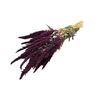Dutch Dried Red Amaranthus Cruentus dried flowers | Length ± 55 centimetres | Weight ± 125 grams