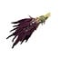 Red Amaranthus Cruentus dried flowers | Length ± 55 centimetres | Weight ± 125 grams