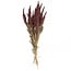 Red Amaranthus Cruentus dried flowers | Length ± 55 centimetres | Weight ± 125 grams