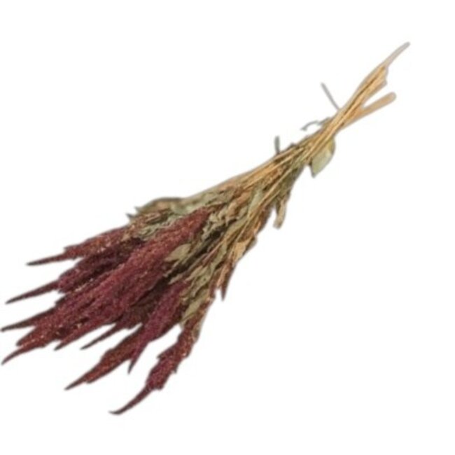 Rote Amaranthus Cruentus Trockenblumen | Länge ± 55 Zentimeter | Gewicht ± 125 Gramm