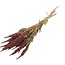 Red Amaranthus Cruentus dried flowers | Length ± 55 centimetres | Weight ± 125 grams
