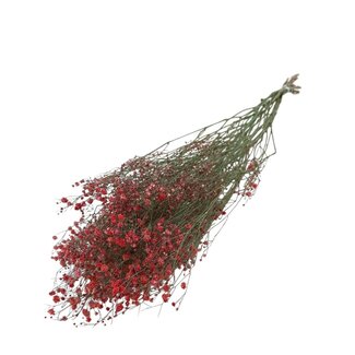 Dutch Dried Romantic Red Gypsophila dried flowers | Dried Baby's Breath | Length ± 60 centimetres | Per 5 stems
