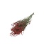 Romantische Rote Gypsophila Trockenblumen | Getrockneter Schleierkraut | Länge ± 60 Zentimeter | Pro 5 Zweige