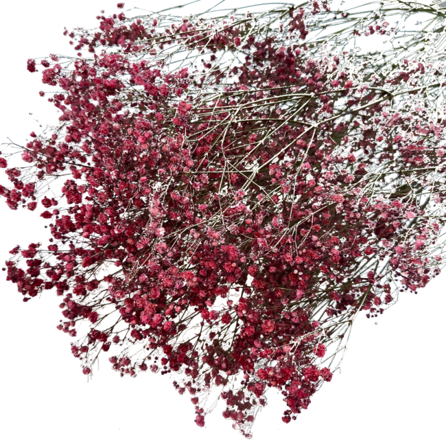 Romantic Red Gypsophila dried flowers | Dried Baby's Breath | Length ± 60 centimetres | Per 5 stems