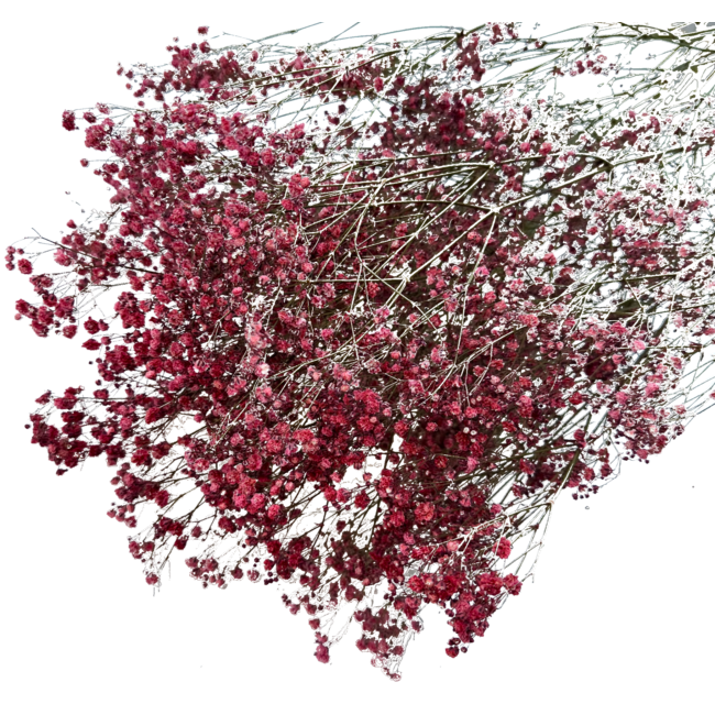 Romantic Red Gypsophila droogbloemen | Gedroogd Gipskruid | Lengte ± 60 centimeter | Per 5 takken
