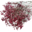 Romantic Red Gypsophila droogbloemen | Gedroogd Gipskruid | Lengte ± 60 centimeter | Per 5 takken