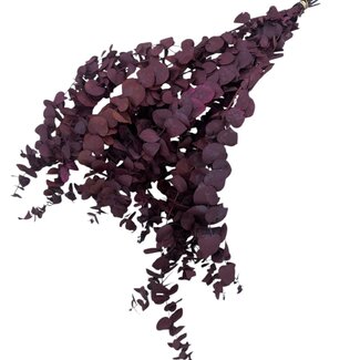 Casa Alegria Eucalyptus Stuartiana rouge naturel | Préservé | Longueur ± 60 centimètres | Poids ± 150 grammes