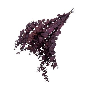 Casa Alegria Natural Red Eucalyptus Stuartiana | Preserved | Length ± 60 centimetres | Weight ± 150 grams