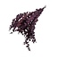 Natural Red Eucalyptus Stuartiana | Preserved | Length ± 60 centimetres | Weight ± 150 grams
