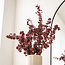 Natural Red Eucalyptus Stuartiana | Preserved | Length ± 60 centimetres | Weight ± 150 grams
