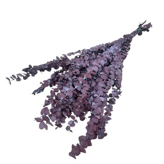 Dutch Dried Natürlicher roter Eukalyptus Baby Blue | Konserviert | Länge ± 65 Zentimeter | Gewicht ± 150 Gramm