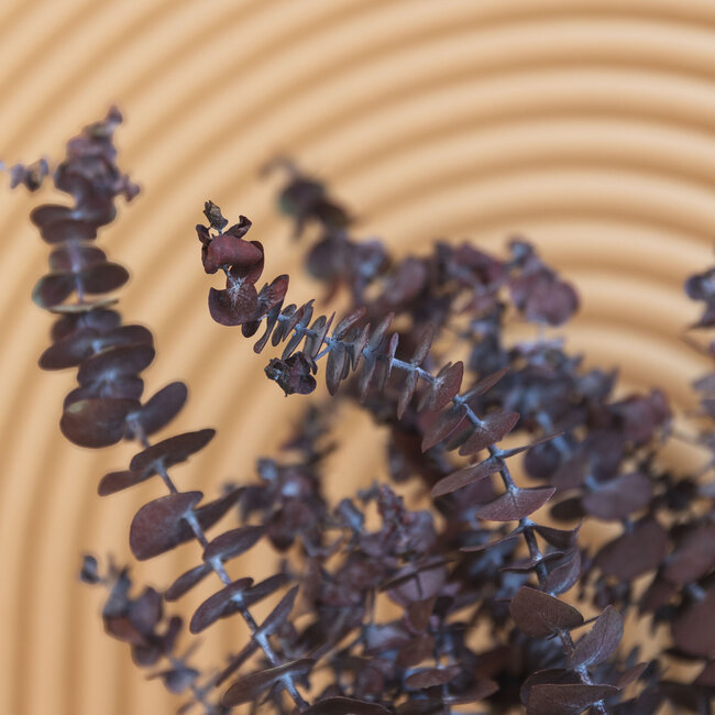 Eucalyptus Baby Blue naturel rouge | Préservé | Longueur ± 65 centimètres | Poids ± 150 grammes