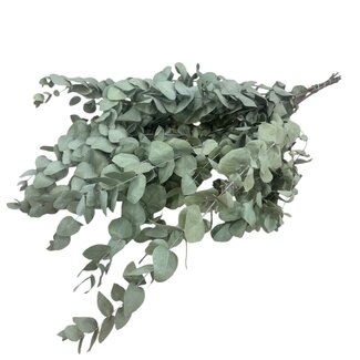 Dutch Dried Eucalyptus Cinerea séchée naturelle verte | Longueur ± 65 centimètres | Poids ± 150 grammes