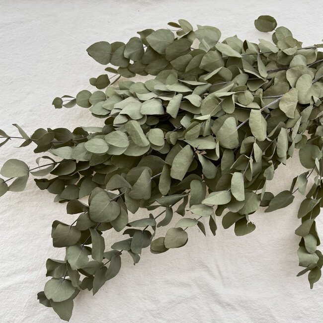 Eucalyptus Cinerea séchée naturelle verte | Longueur ± 65 centimètres | Poids ± 150 grammes