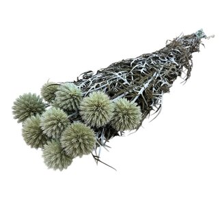 Casa Alegria Fleurs préservées Echinops naturelles | Longueur ± 65 centimètres | Poids ± 350 grammes