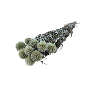 Casa Alegria Natural Echinops preserved flowers | Length ± 65 centimetres | Weight ± 350 grams