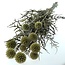 Naturgetrocknete Echinops-Blumen | Länge ± 65 Zentimeter | Gewicht ± 350 Gramm