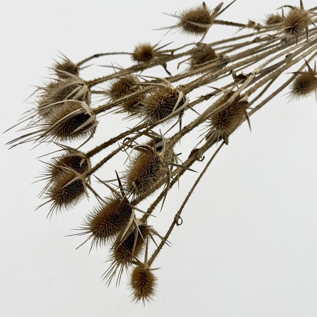 Naturelle Cardistella Thistles dried flowers | Length ± 70 centimetres | Per 10 stems