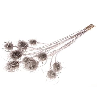 Dutch Dried Silberfarbene Cardistella Disteln Trockenblumen | Länge ± 60 Zentimeter | Pro 10 Zweige