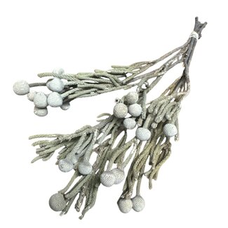 Dutch Dried Natural grey Silver Brunia dried flowers | Length ± 40 centimetres | Weight ± 50 grams