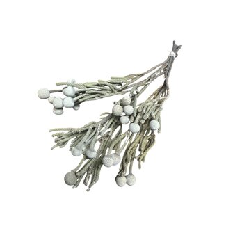 Dutch Dried Natural grey Silver Brunia dried flowers | Length ± 40 centimetres | Weight ± 50 grams