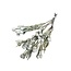 Natural grey Silver Brunia dried flowers | Length ± 40 centimetres | Weight ± 50 grams