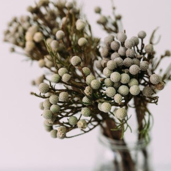 Natural grey Silver Brunia dried flowers | Length ± 40 centimetres | Weight ± 50 grams